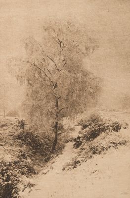 Les Bouleaux argentés