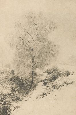 Les Bouleaux argentés (alt)