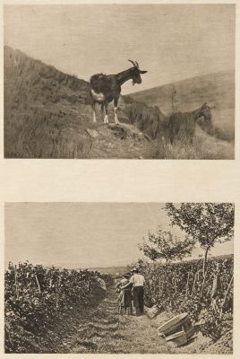 Diptych: Chévres & Grappillage