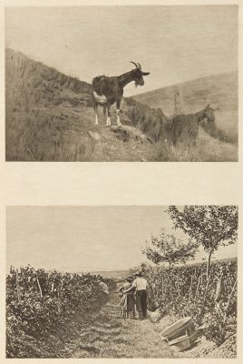 Diptych: Chévres & Grappillage (alt)