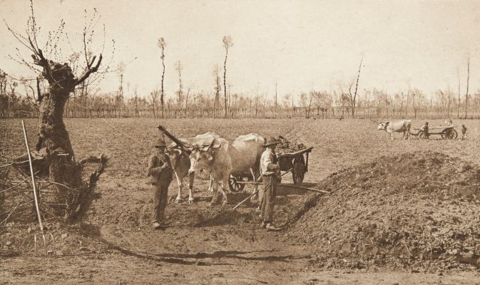Attelage de boeufs près Pavie