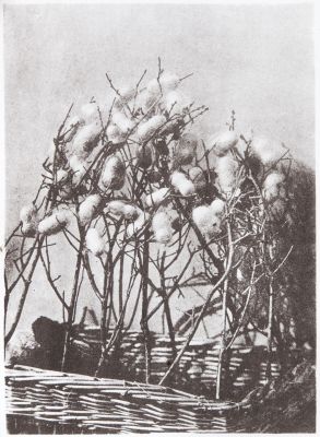 Bruyère Couverte de Cocons
