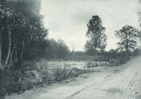 Crépuscule en Foret