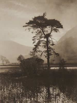 “Out of a the Marsh, a Fir Tree Grew”