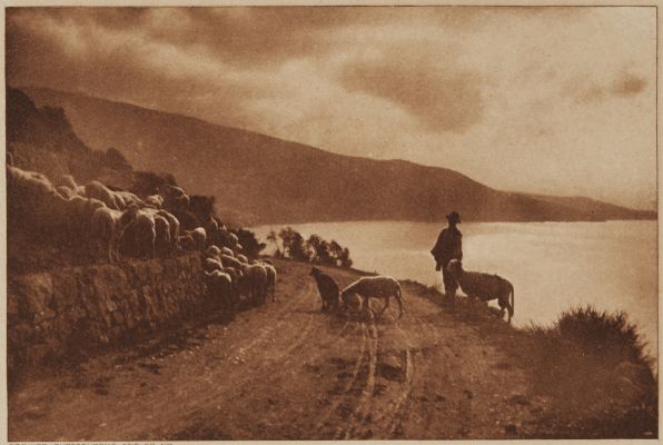 Sheep Study Near Bordyhesa