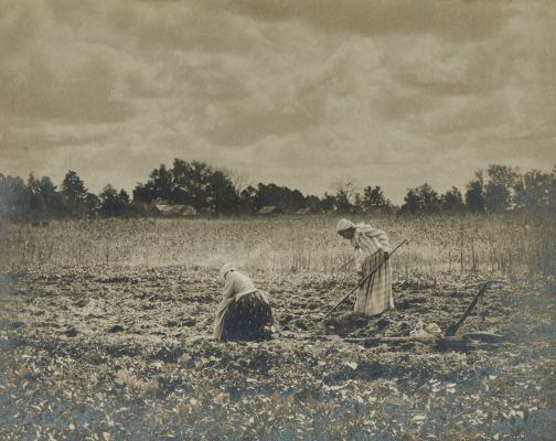 The Sweet Potato Field