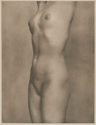 Torso