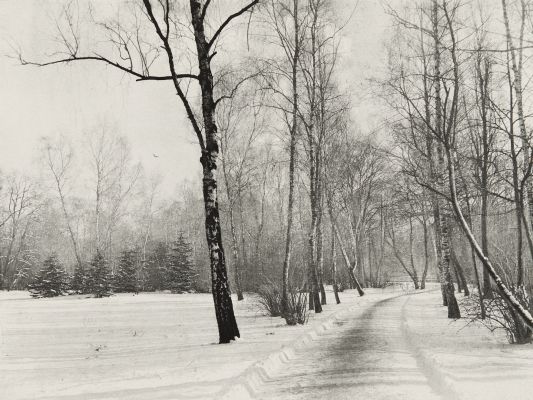 Birkenstand im Winter