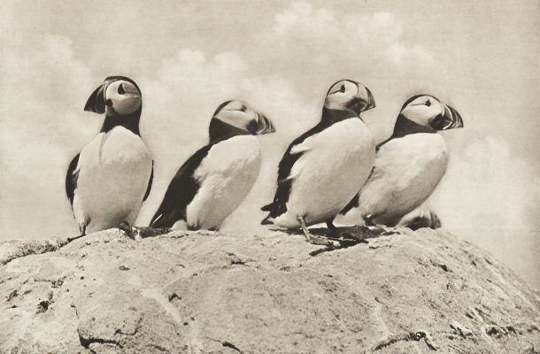 Puffins at Home
