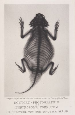 Röntgen-Photographie von Phrynosoma Cornutum
