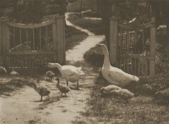 Aufnahme von Dr. Ed. Arning, Hamburg