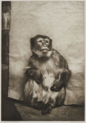 Épreuve Instantanée de Mr. de St. Senoch