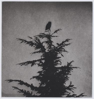 The Owl