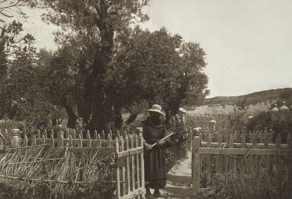 The Garden of Gethsemane