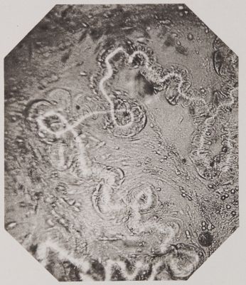 Pl. XII