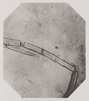 Pl. XXXIII