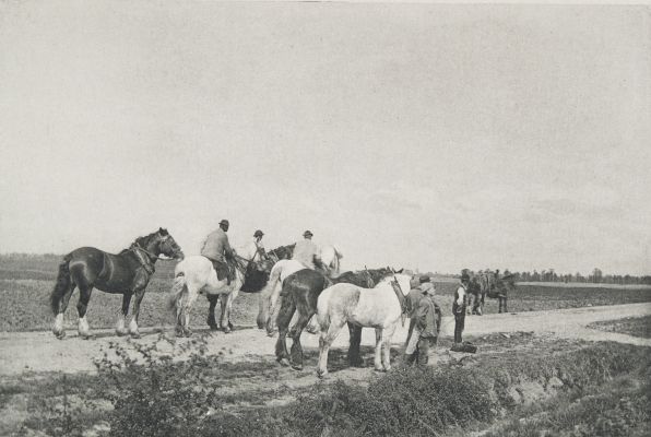 Homewards from Plough