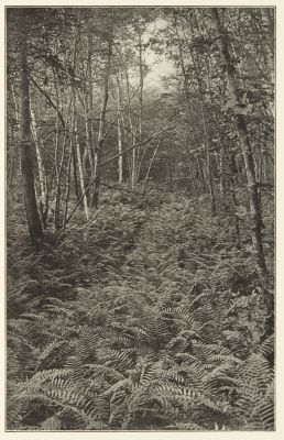 Cinnamon Ferns in Clintonia Swamp