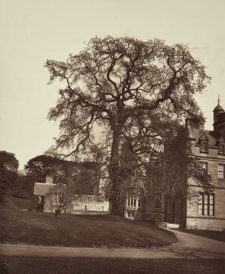 Elm. Inchdairne House