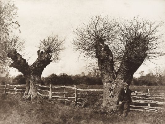 Hedgerow at Clerkenleap
