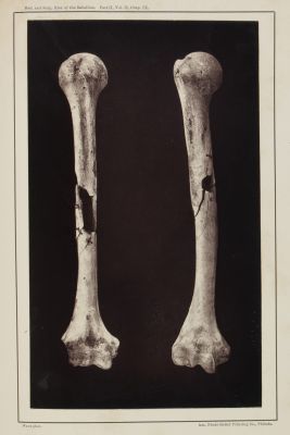 Plate XLVI. Shot Comminutions of the Humeris