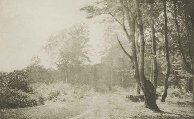Buchenwald auf Rügen