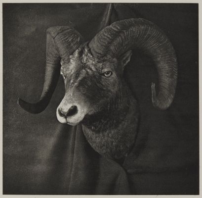 Head of Rocky Mountain Sheep