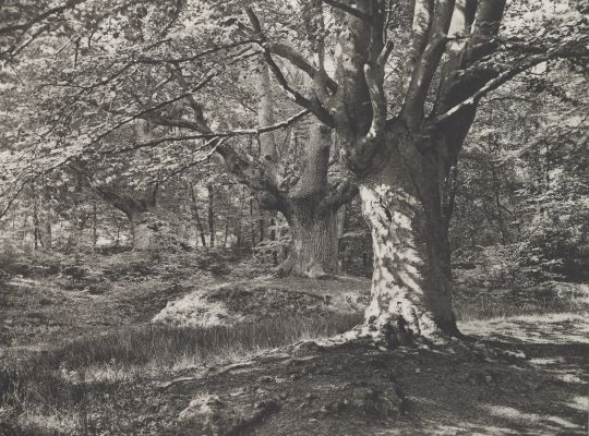 “In Sylvan Solitudes”