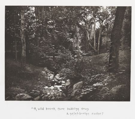 A Wild Brook
