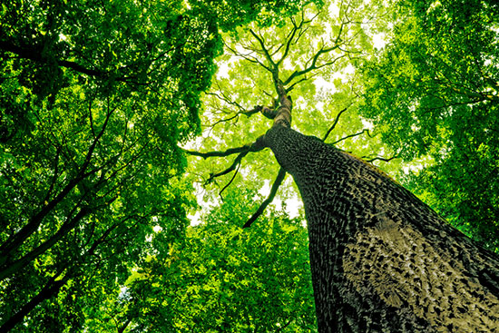 Tree canopy as viewed from the ground