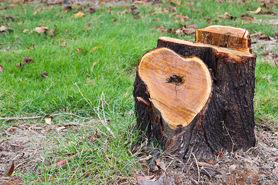Freshly cut tree stump