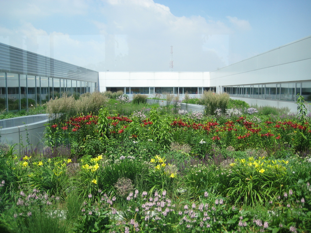 10 Corporate roof vegetable garden