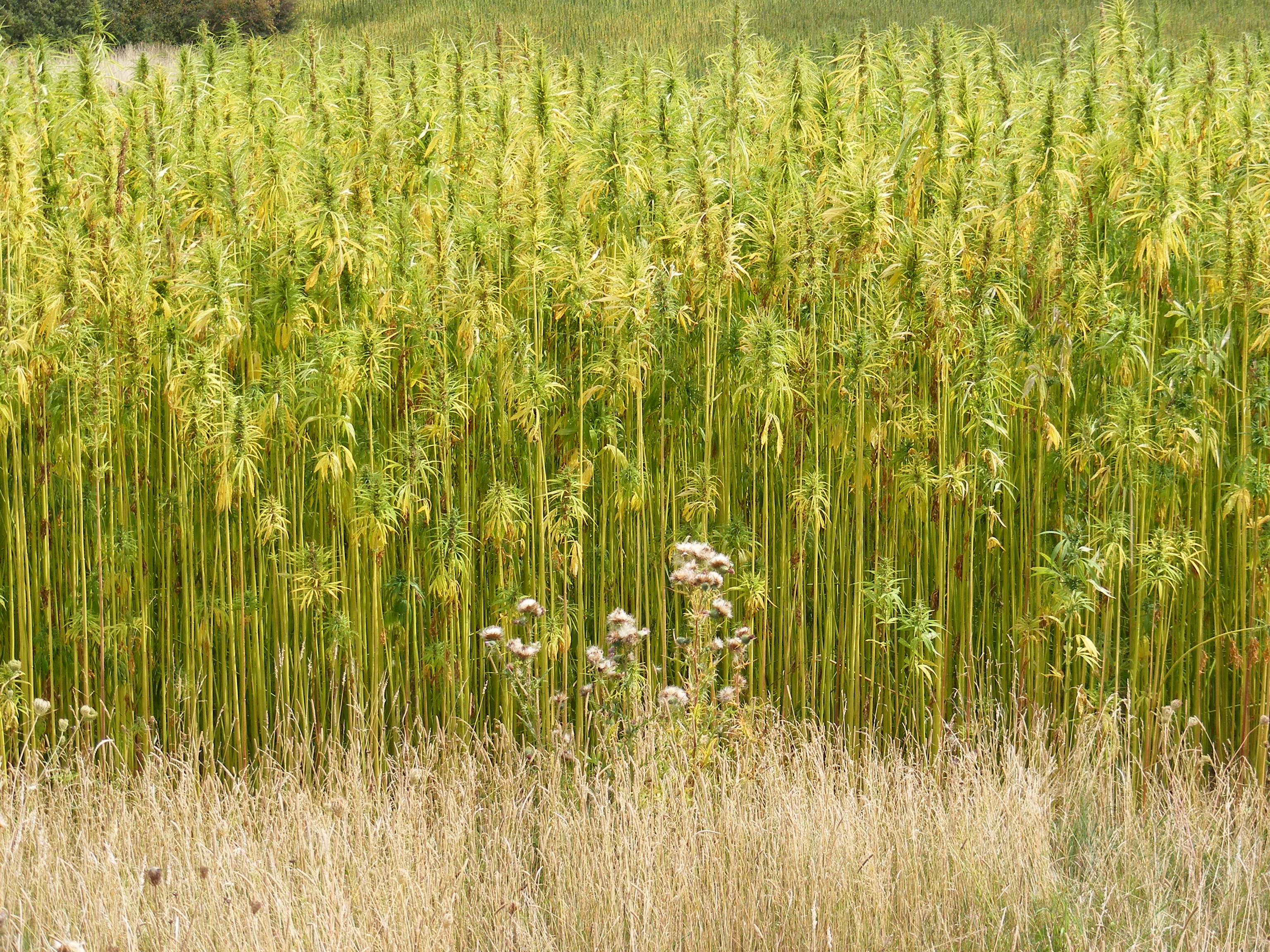 Hemp crop