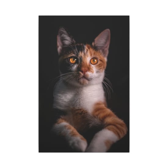 Charming close-up of a Calico cat with striking orange eyes against a dark background.