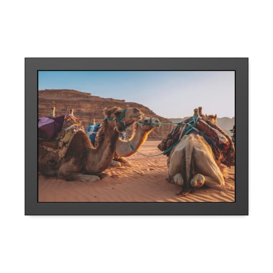 Saddled camels resting at sunset in the stunning Wadi Rum desert, Jordan.