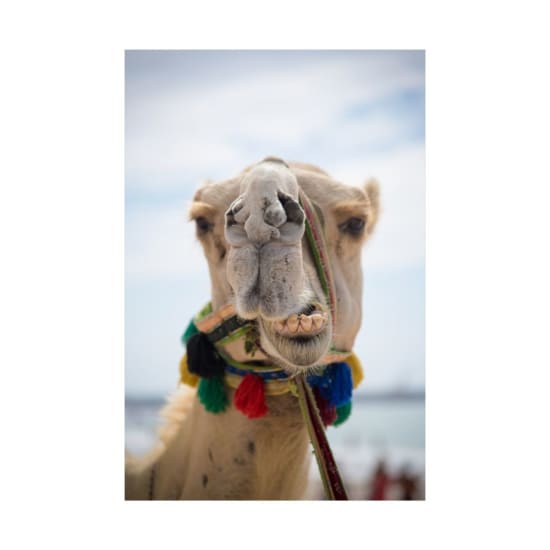 Close-up of a camel's face adorned with colorful tassels under the bright sun.