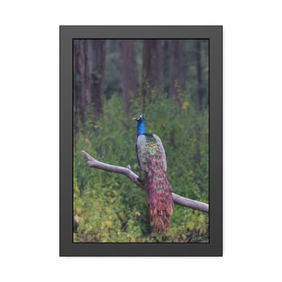 A vibrant Indian peacock perched on a branch, showcasing its iridescent plumage against a lush forest backdrop.