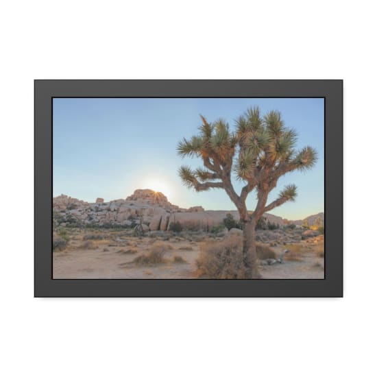 A stunning sunset view highlighting a Joshua Tree in the desert landscape of Joshua Tree National Park.