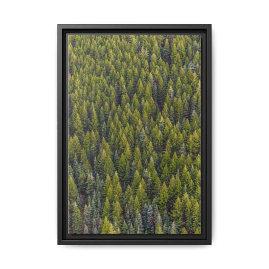 A high-angle view of a lush, vibrant pine forest, showcasing nature's beauty from above.