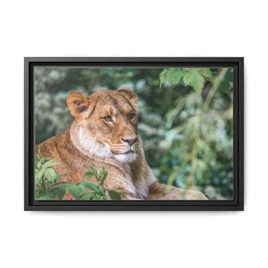 Close-up of a female lion resting in a lush, green outdoor setting.