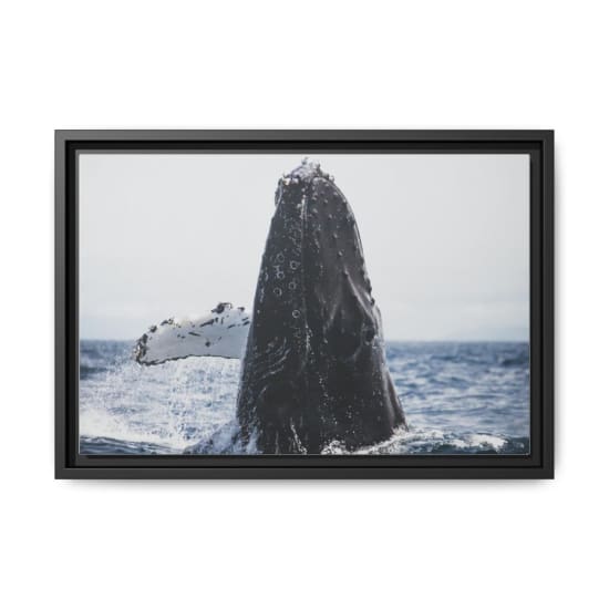 A stunning view of a humpback whale breaching in the ocean off California's coast, showcasing marine wildlife.
