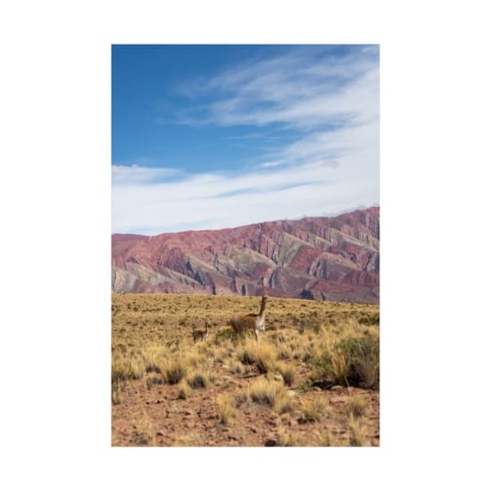 Scenic view of guanacos with the stunningly colorful hills of Humahuaca, Argentina in the background.