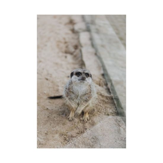 Close-up of a meerkat standing on sandy terrain, showcasing its curious stance.