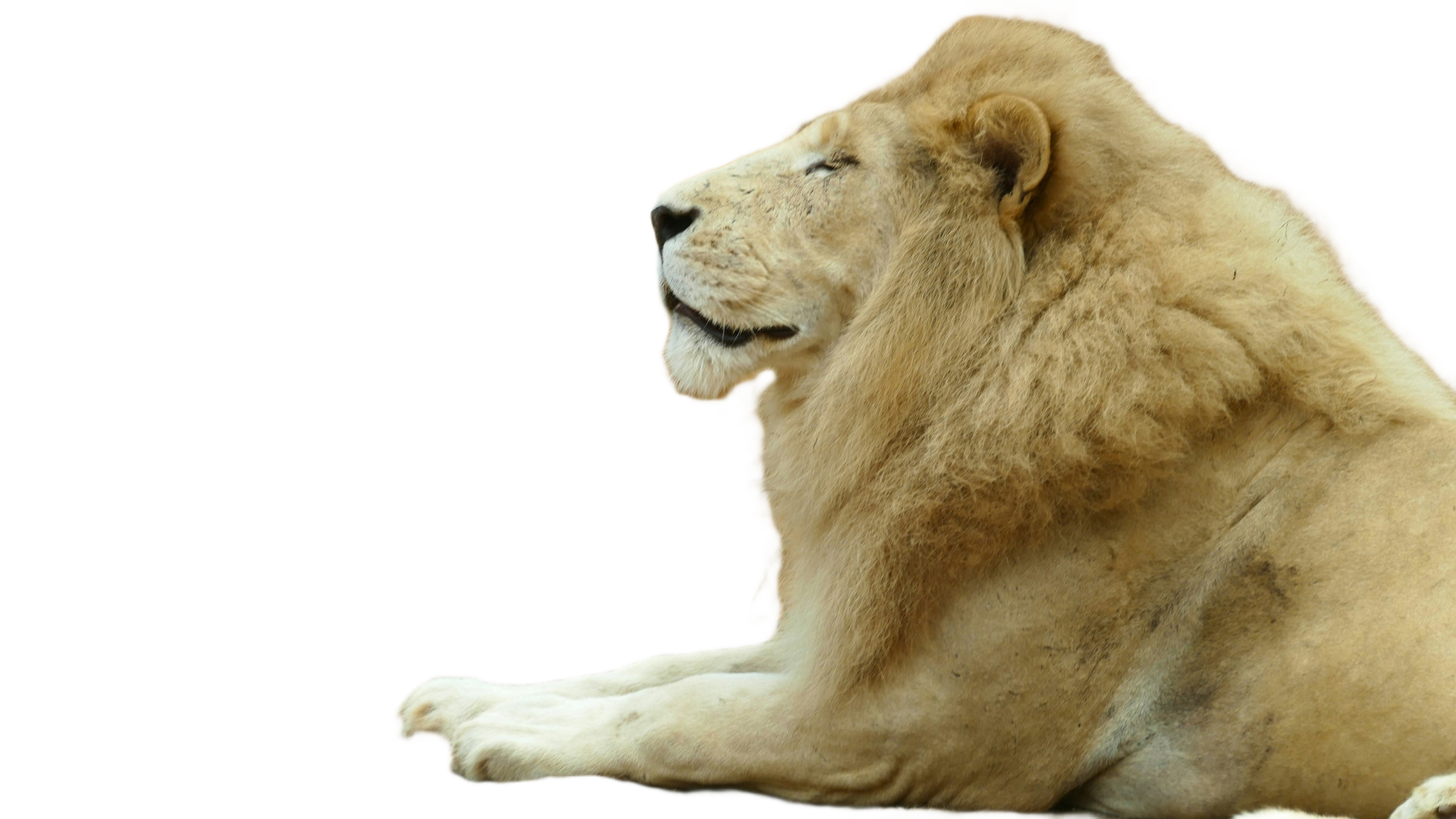 lion