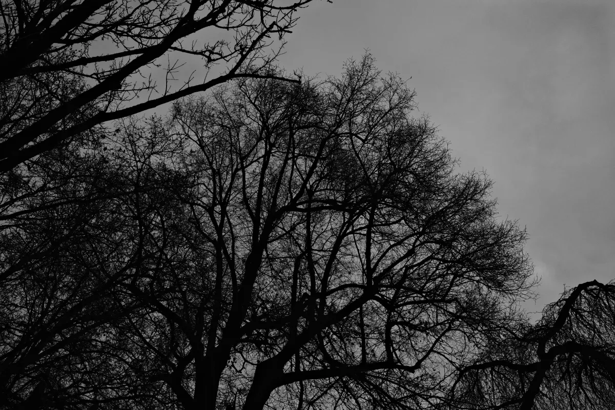 Canopy at Twilight