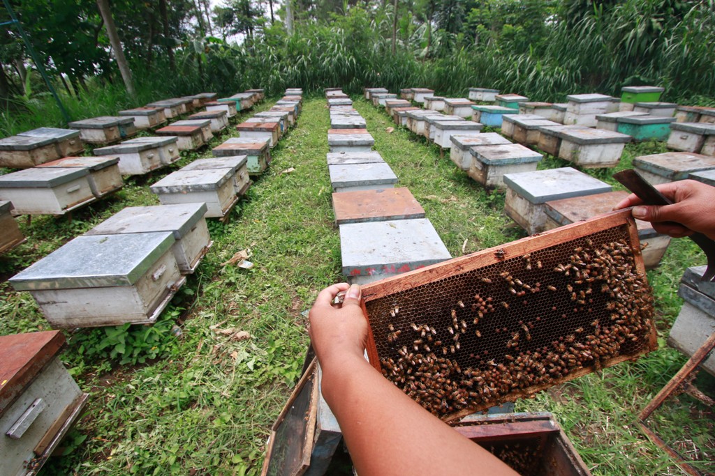Agro Tawon