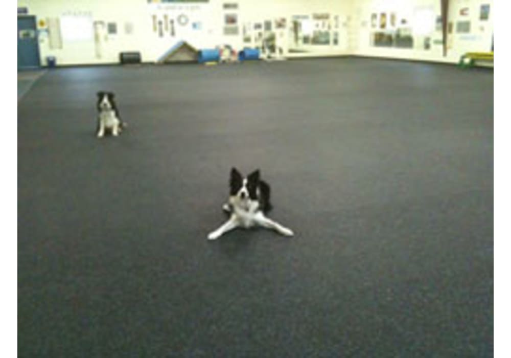 Rubber Flooring For Doggy Daycare Boarding Kennels And Training