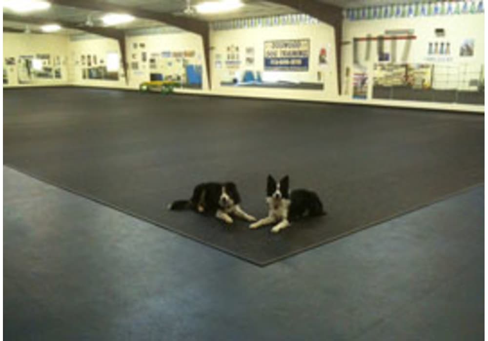 Dog Training Flooring