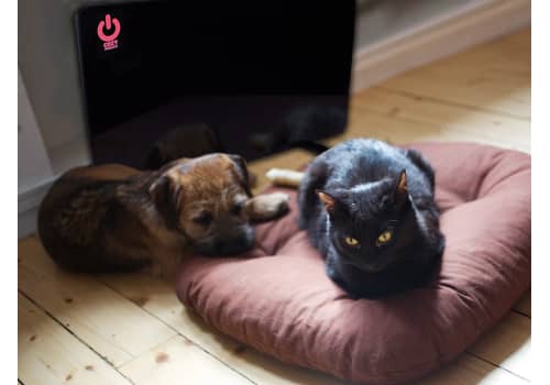 Pet Warmer panel heater keeps your cats, dogs and other animals warm.