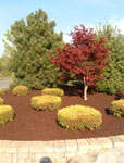 Mulch For Landscaping